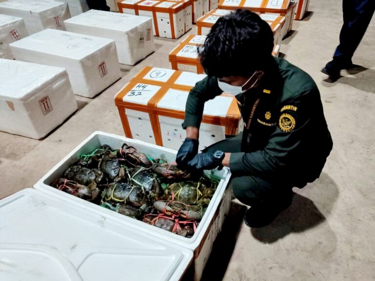 Kepiting Kaltara Tembus Hongkong, 935 Ekor Diekspor Langsung Tanpa Lewat Tawau
