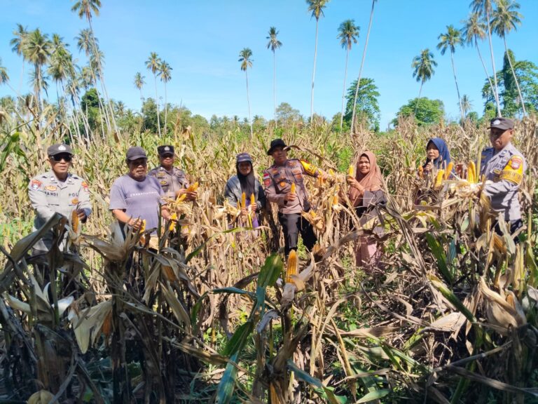 Dukung Swasembada Pangan, Polsek Dako Pemean Panen Jagung Bersama Warga